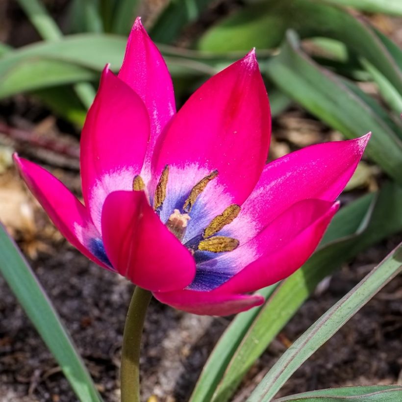 Tulipano humilis - Tulipano botanico (Fioritura)