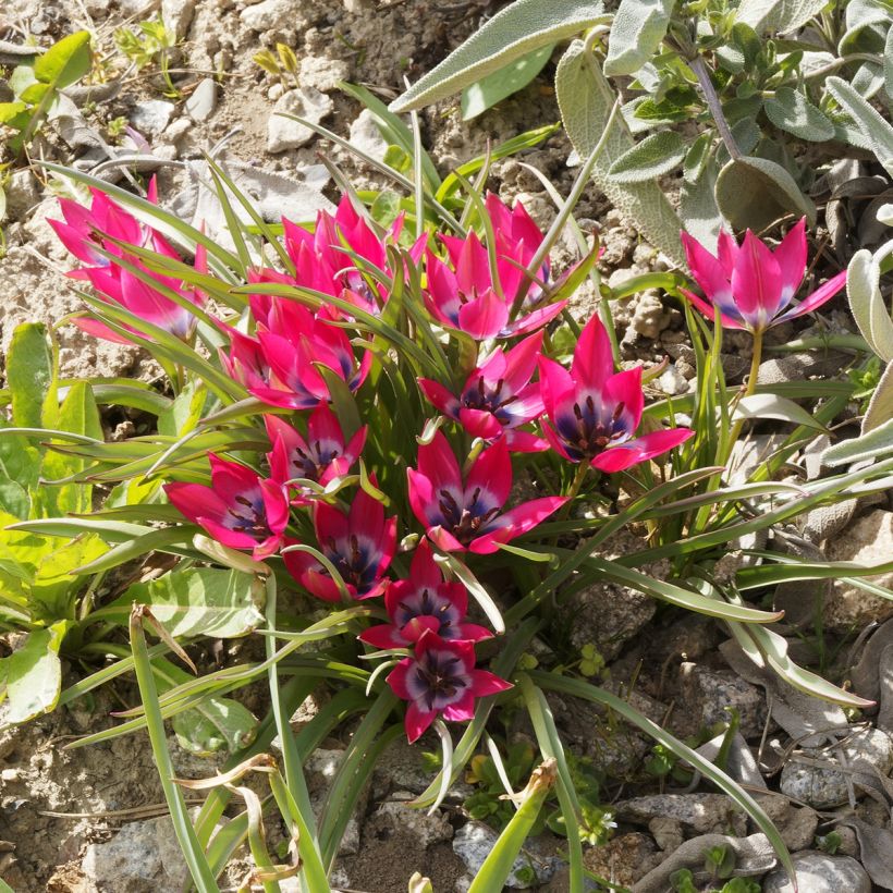 Tulipano humilis - Tulipano botanico (Porto)