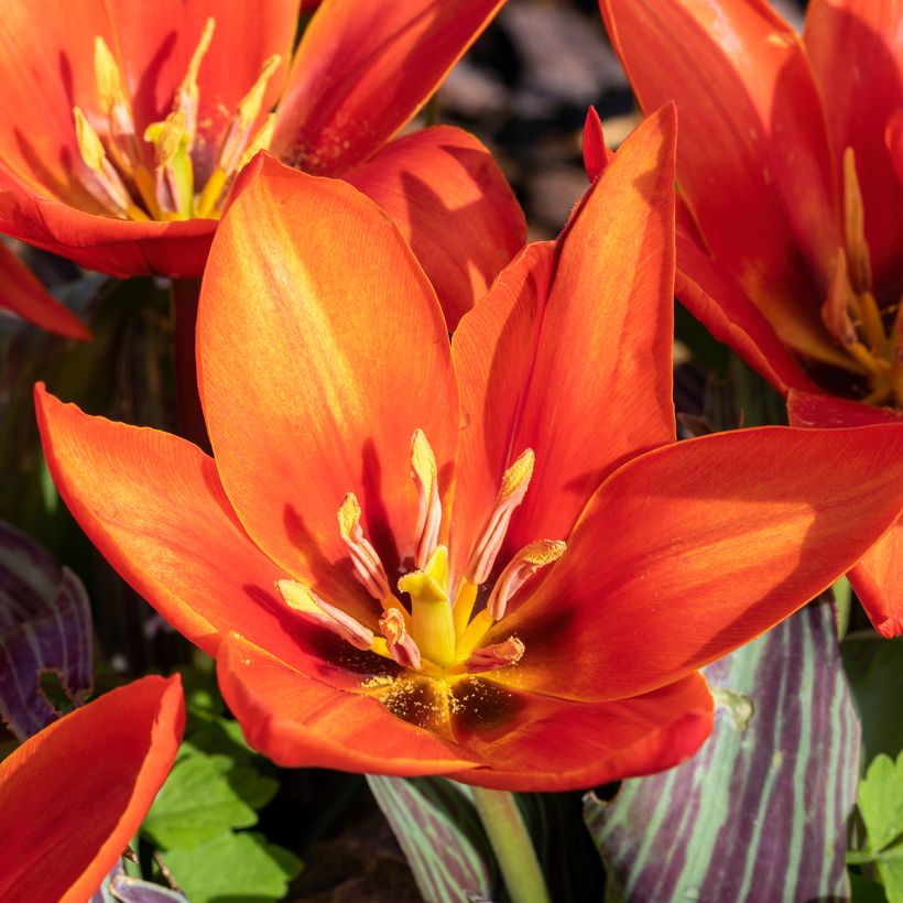 Tulipano kaufmanniana Early Harvest (Fioritura)