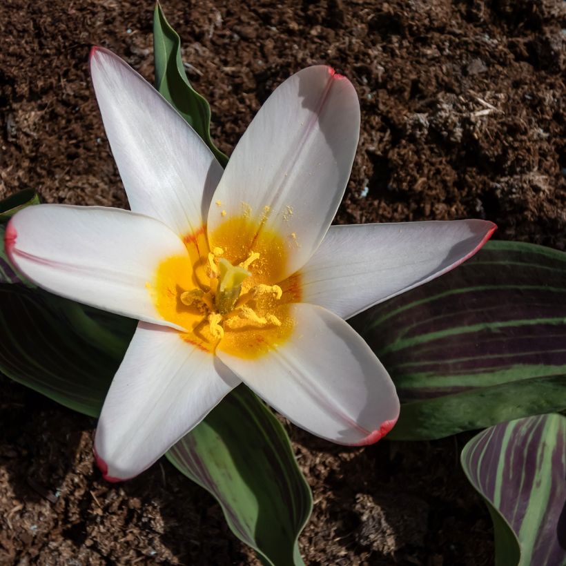 Tulipano kaufmanniana Heart's Delight (Fioritura)