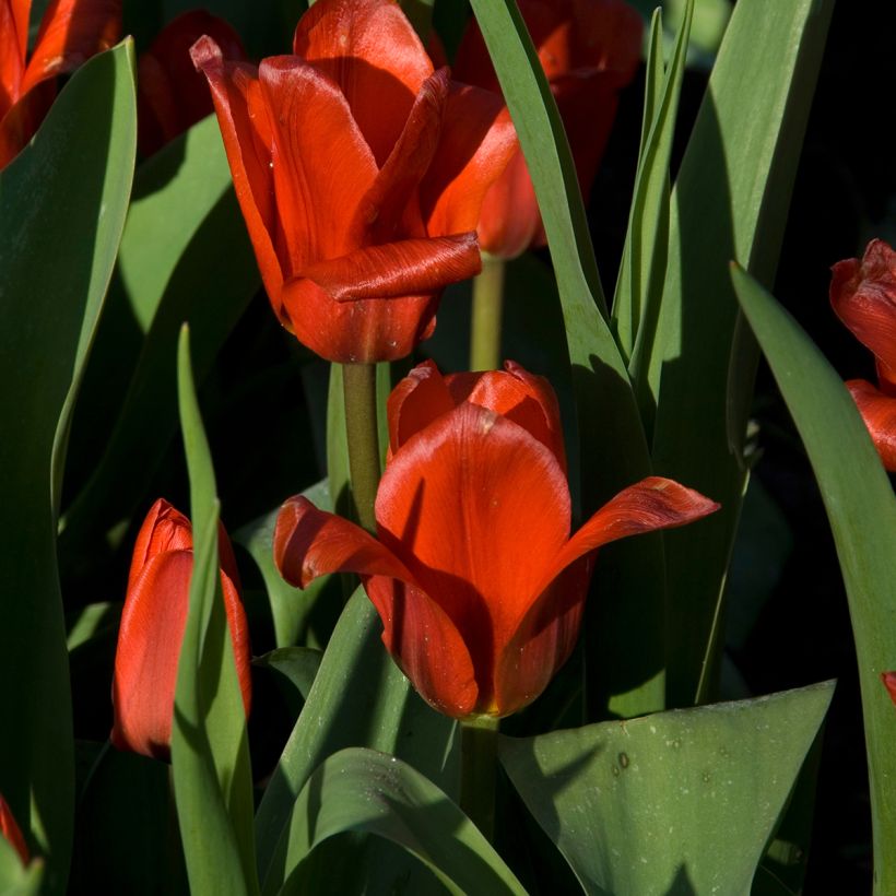 Tulipano kaufmanniana Showwinner (Fioritura)