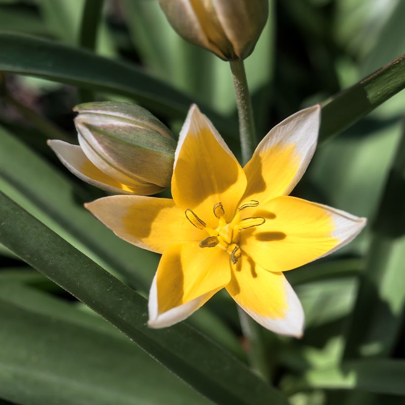 Tulipano tarda - Tulipano botanico (Fioritura)