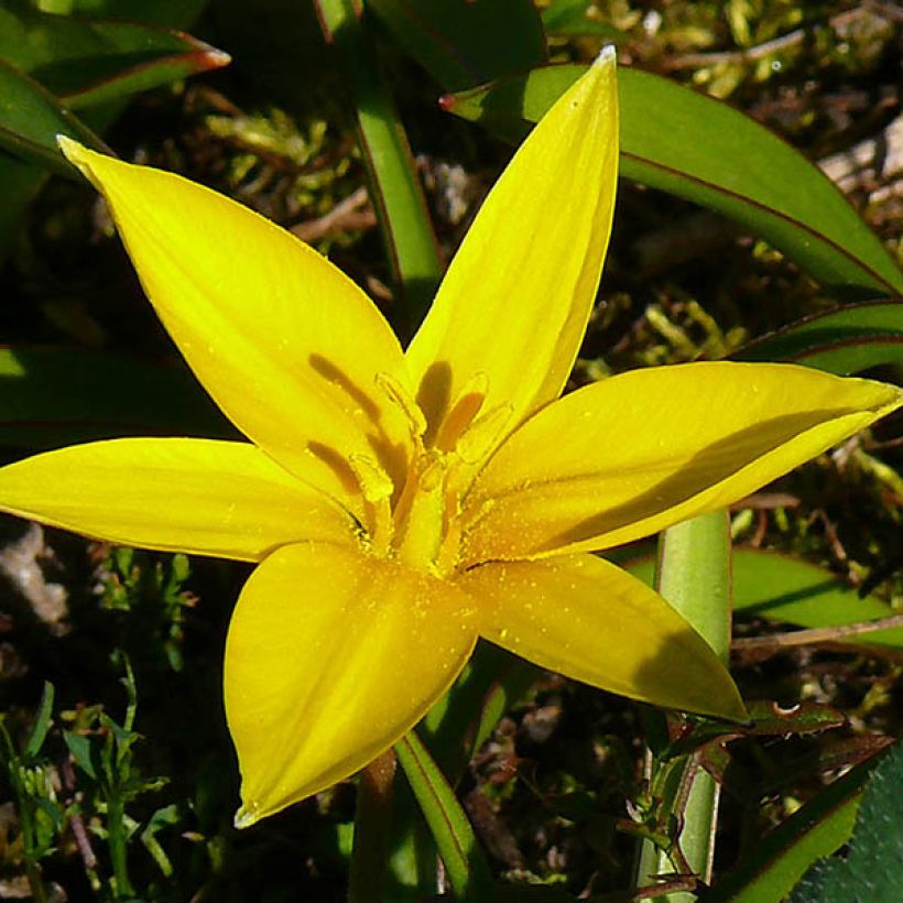 Tulipano urumiensis - Tulipano botanico (Fioritura)