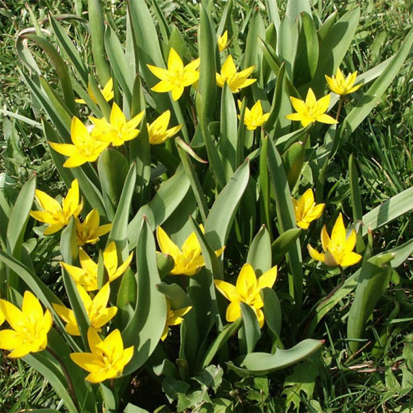 Tulipano urumiensis - Tulipano botanico (Porto)