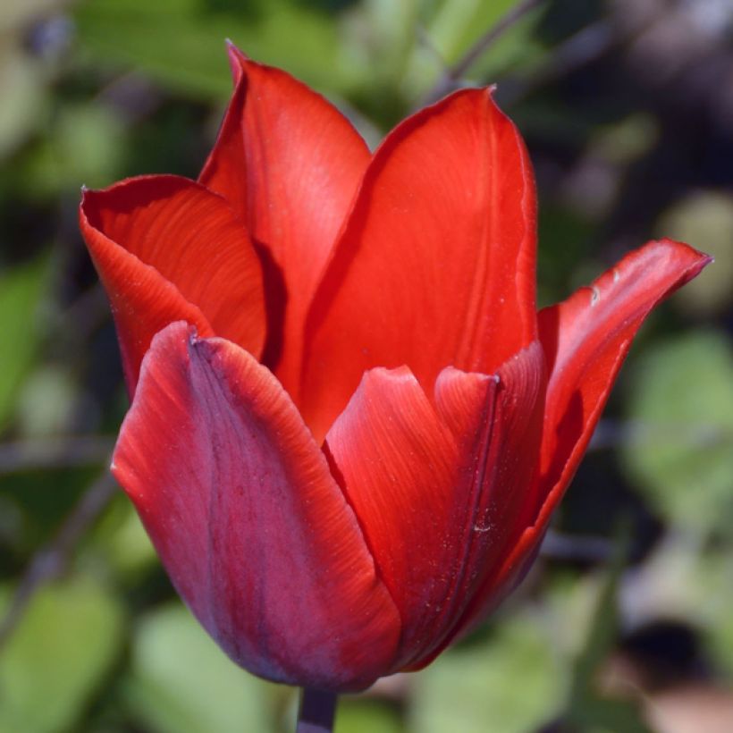 Tulipano Couleur Cardinal (Fioritura)