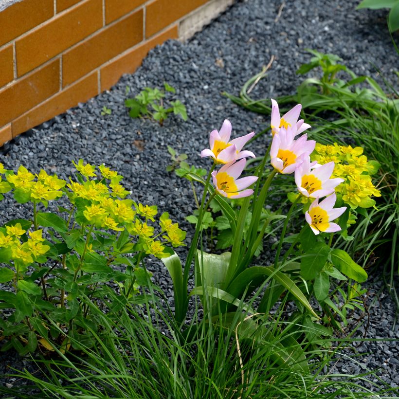 Tulipano saxatilis - Tulipano botanico (Porto)