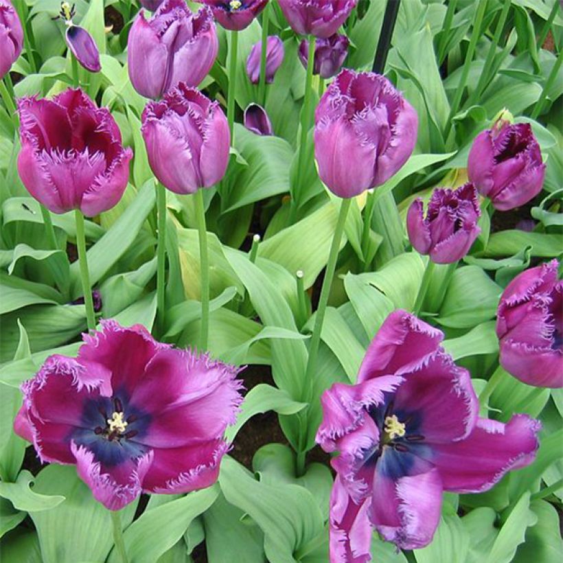 Tulipano sfrangiato Curly Sue (Fioritura)