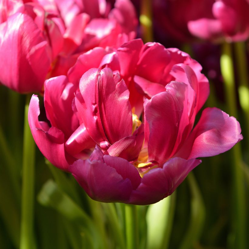 Tulipano Royal Acres (Fioritura)