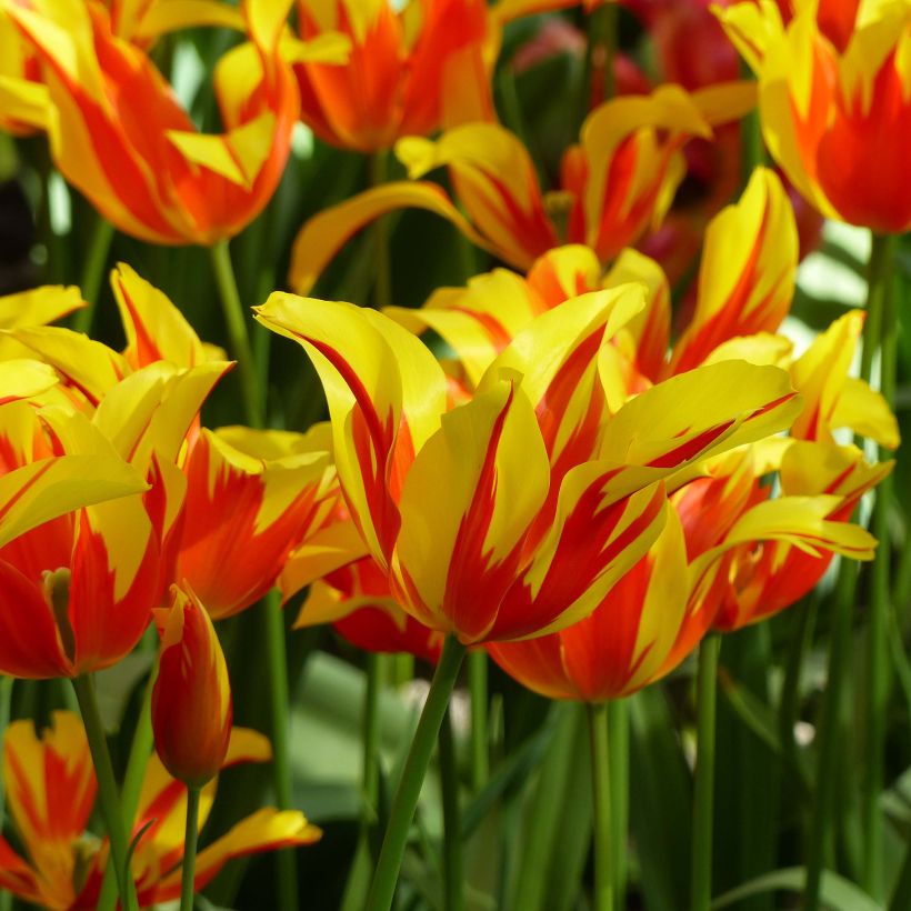 Tulipano Giglio Fire Wings (Fioritura)