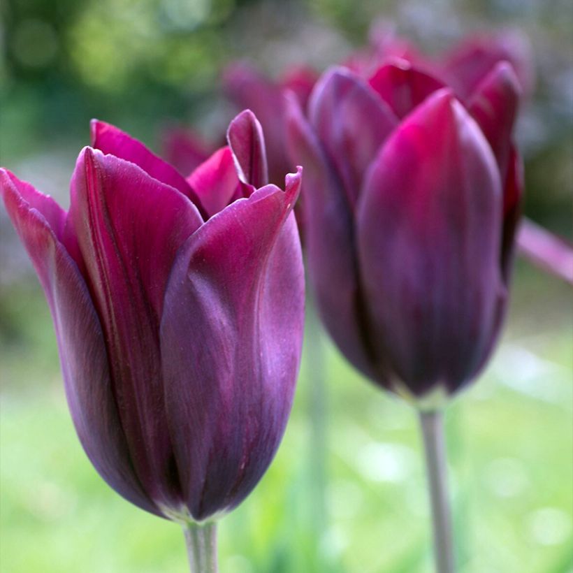 Tulipano Giglio Merlot (Fioritura)