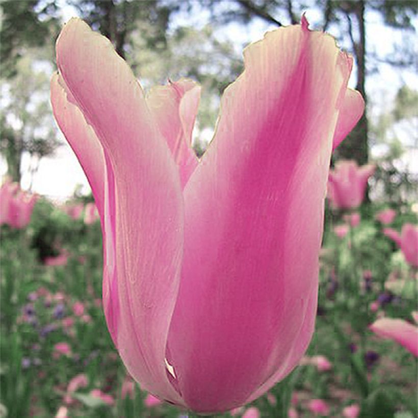 Tulipano fosteriana Albert Heijn (Fioritura)