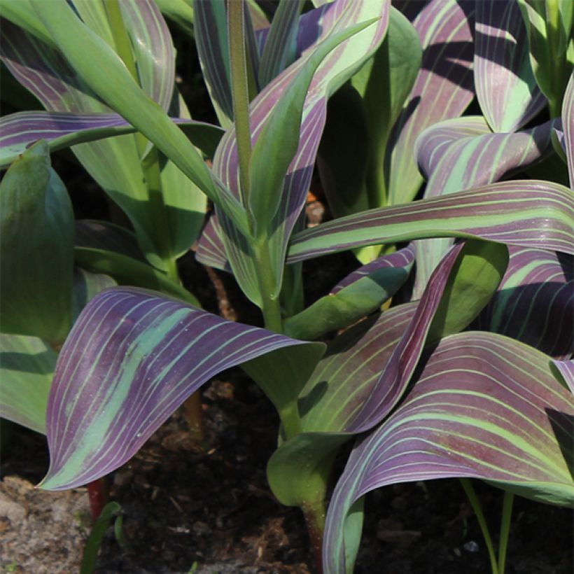 Tulipano fosteriana Juan (Fogliame)