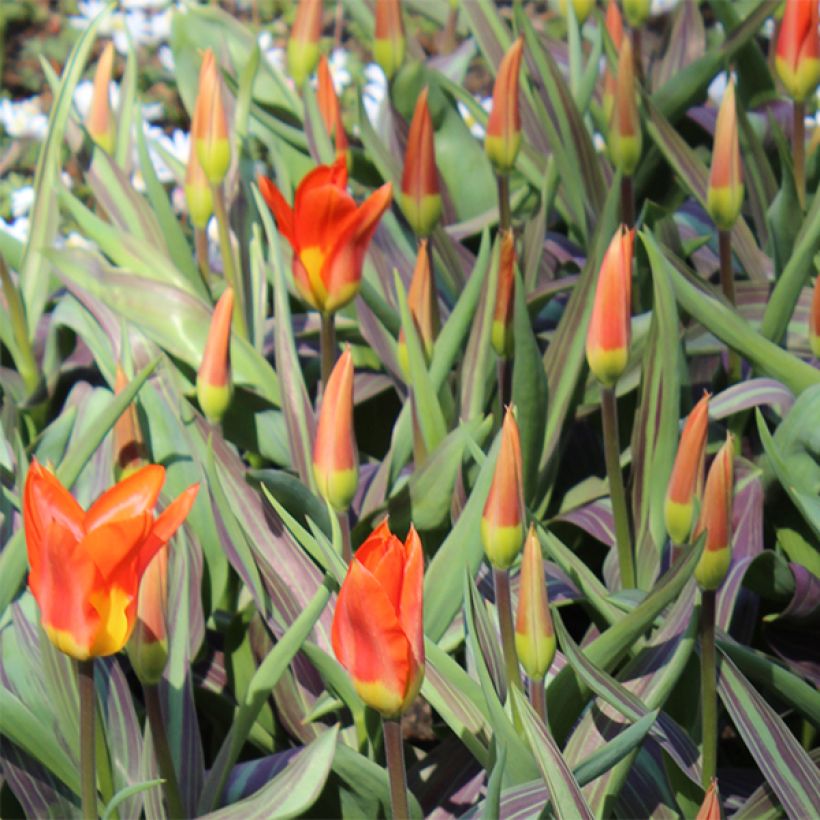 Tulipano fosteriana Juan (Fioritura)