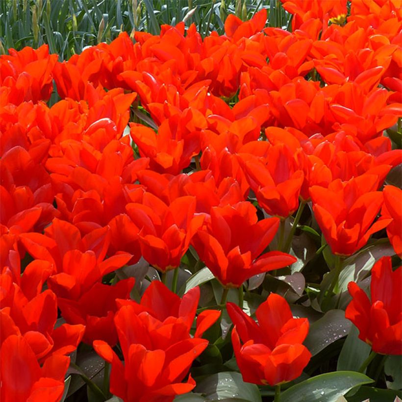 Tulipano fosteriana Red Emperor (Fioritura)