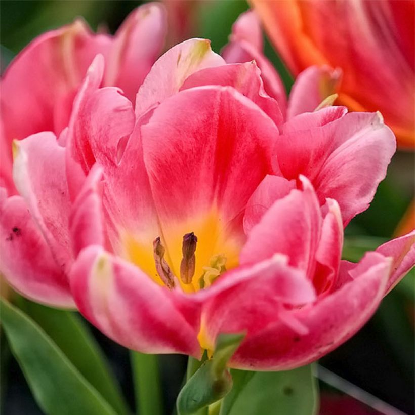 Tulipano Peach Blossom (Fioritura)