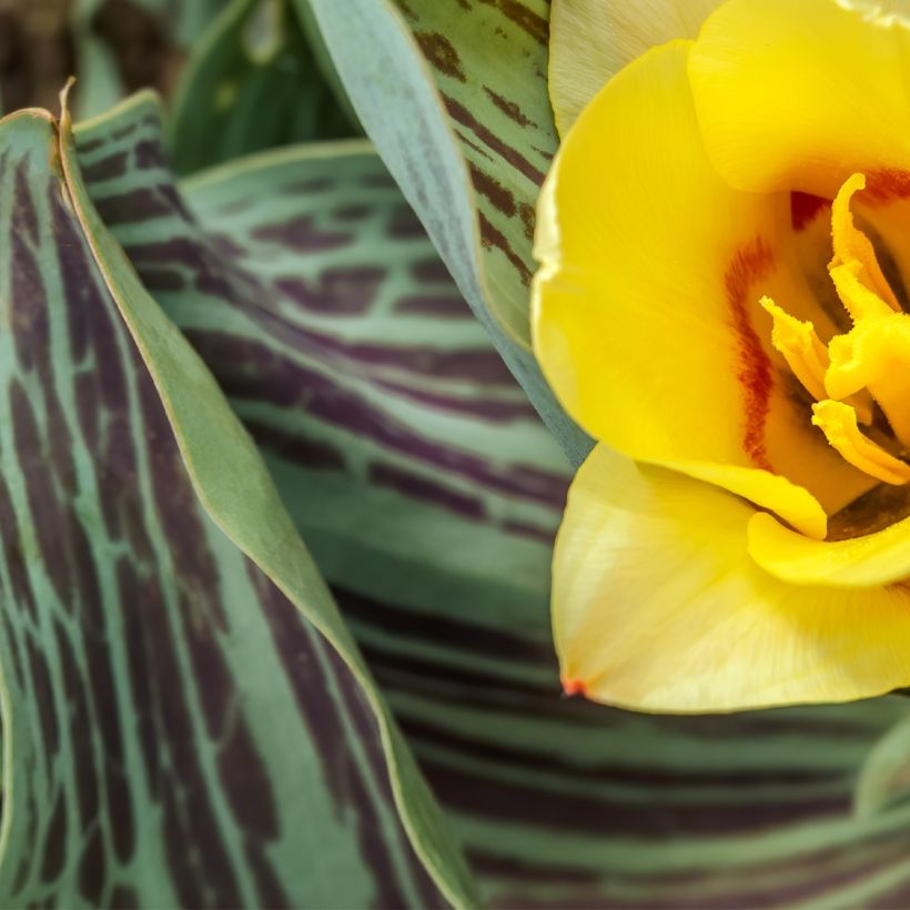 Tulipano greigii Mélodie d'amour (Fogliame)