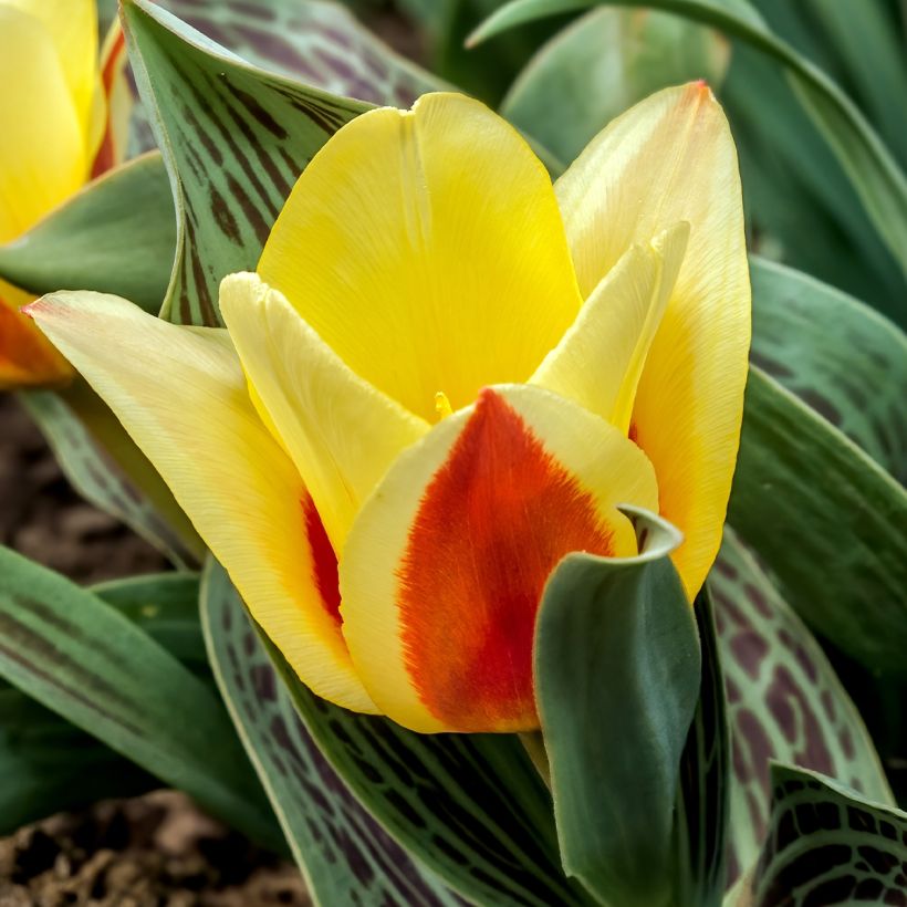 Tulipano greigii Mélodie d'amour (Fioritura)