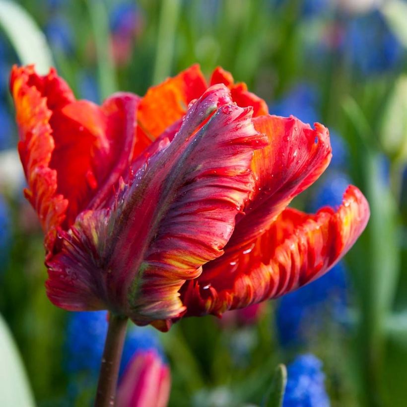 Tulipano Pappagallo Rasta Parrot (Fioritura)