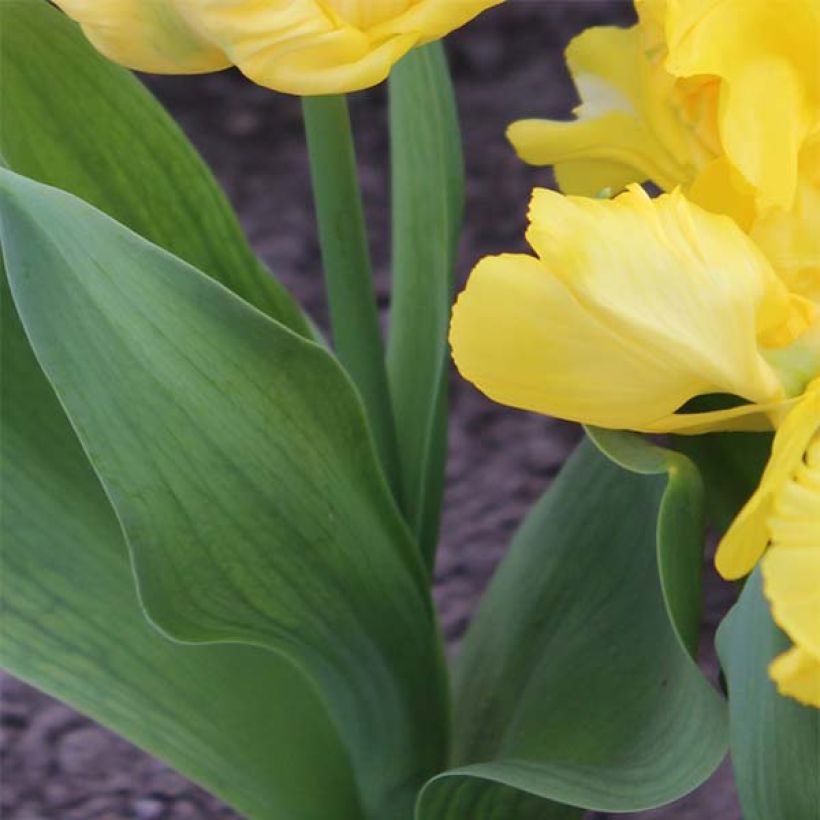 Tulipano Pappagallo Yellow Sun (Fogliame)