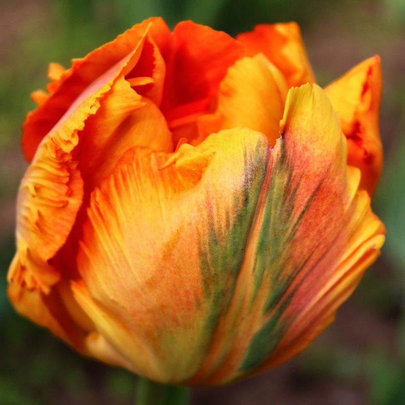 Tulipano Pappagallo Comet (Fioritura)