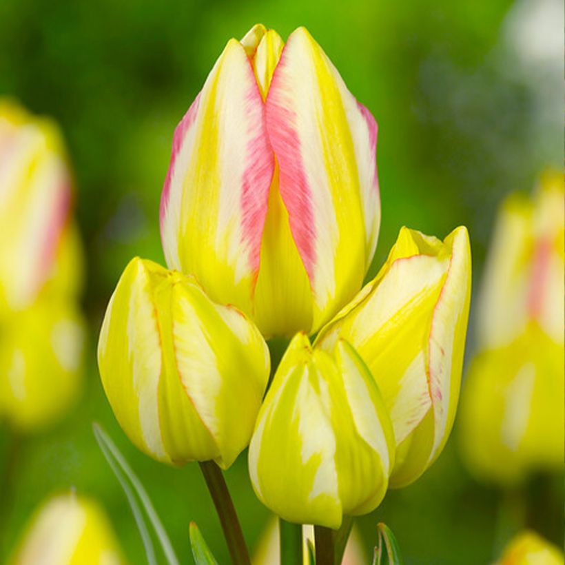 Tulipano Multiflora Antoinette (Fioritura)