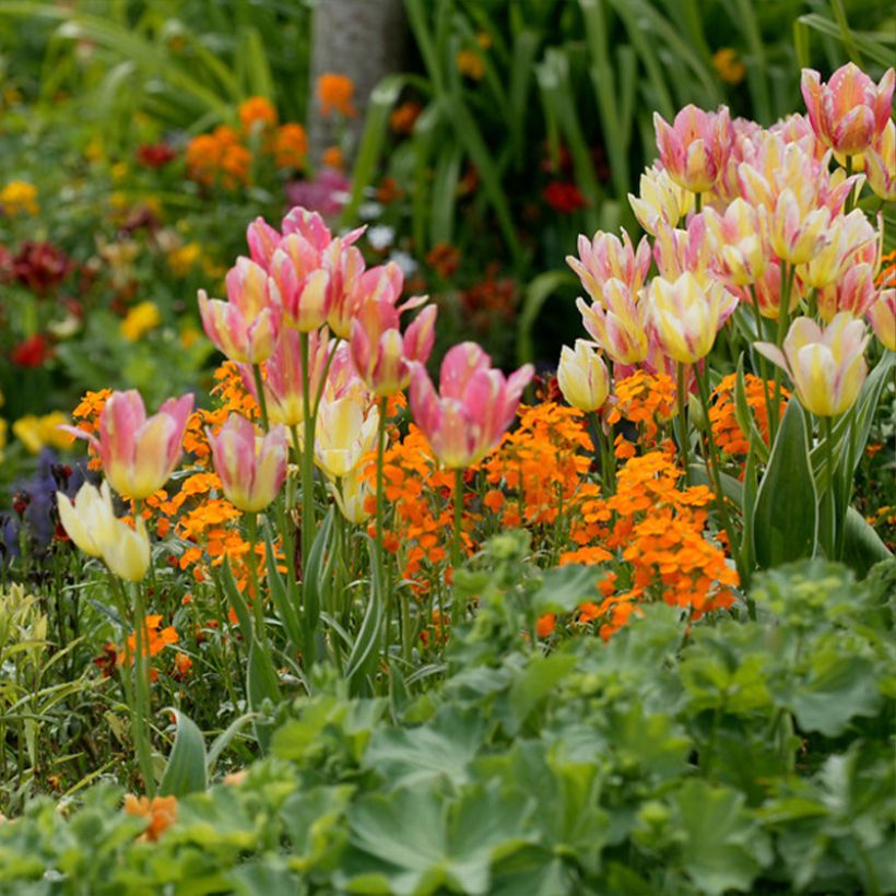 Tulipano Multiflora Antoinette (Porto)