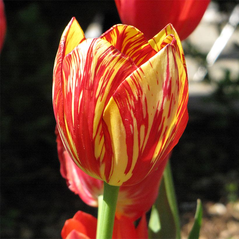 Tulipano Multiflora Colour Spectacle (Fioritura)