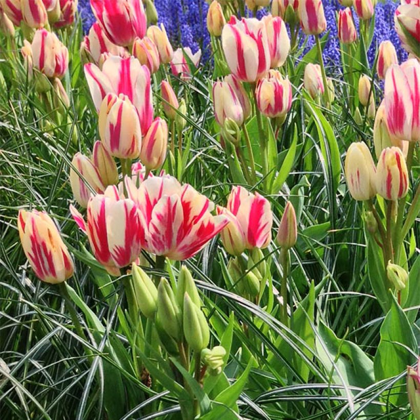 Tulipano Multiflora Flaming Club (Fioritura)