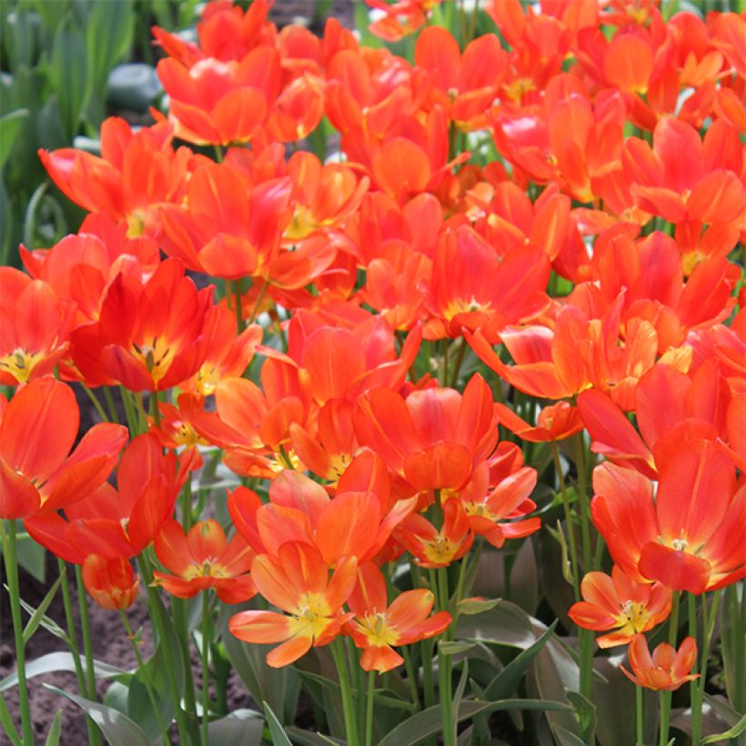 Tulipano Multiflora Orange bouquet (Fioritura)