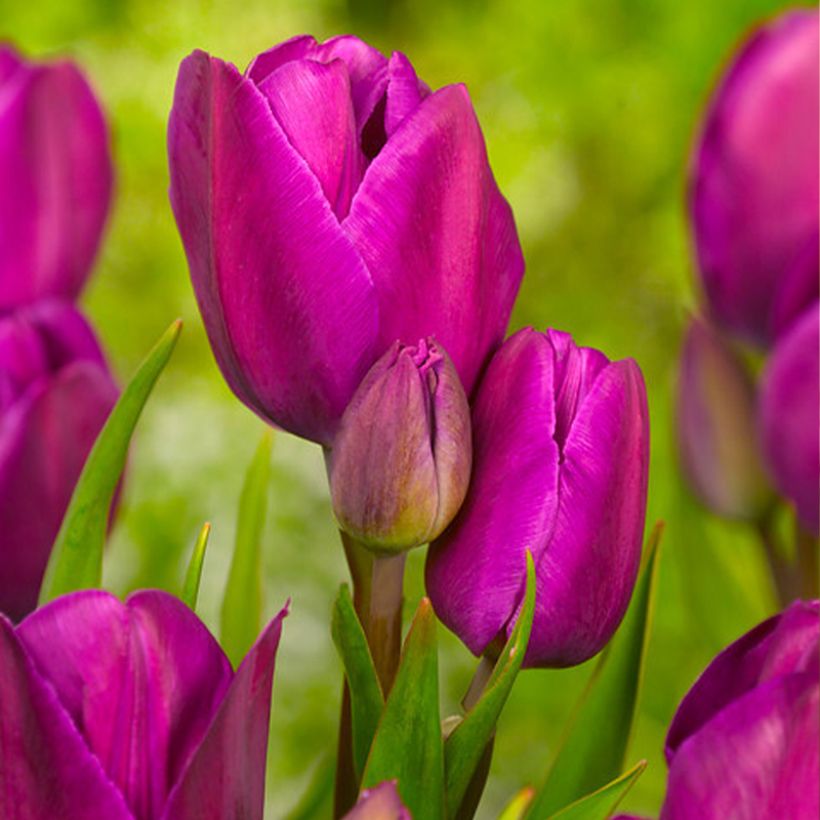 Tulipano Multiflora Purple Bouquet (Fioritura)