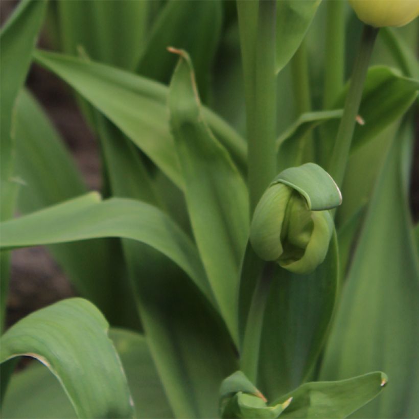 Tulipano Multiflora Rosy bouquet (Fogliame)