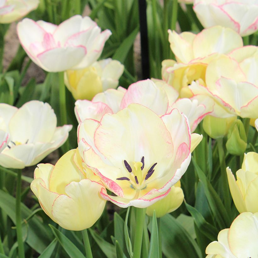 Tulipano Multiflora Rosy bouquet (Fioritura)