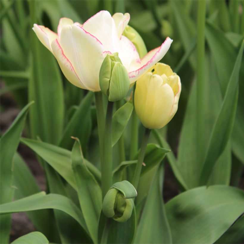 Tulipano Multiflora Rosy bouquet (Porto)