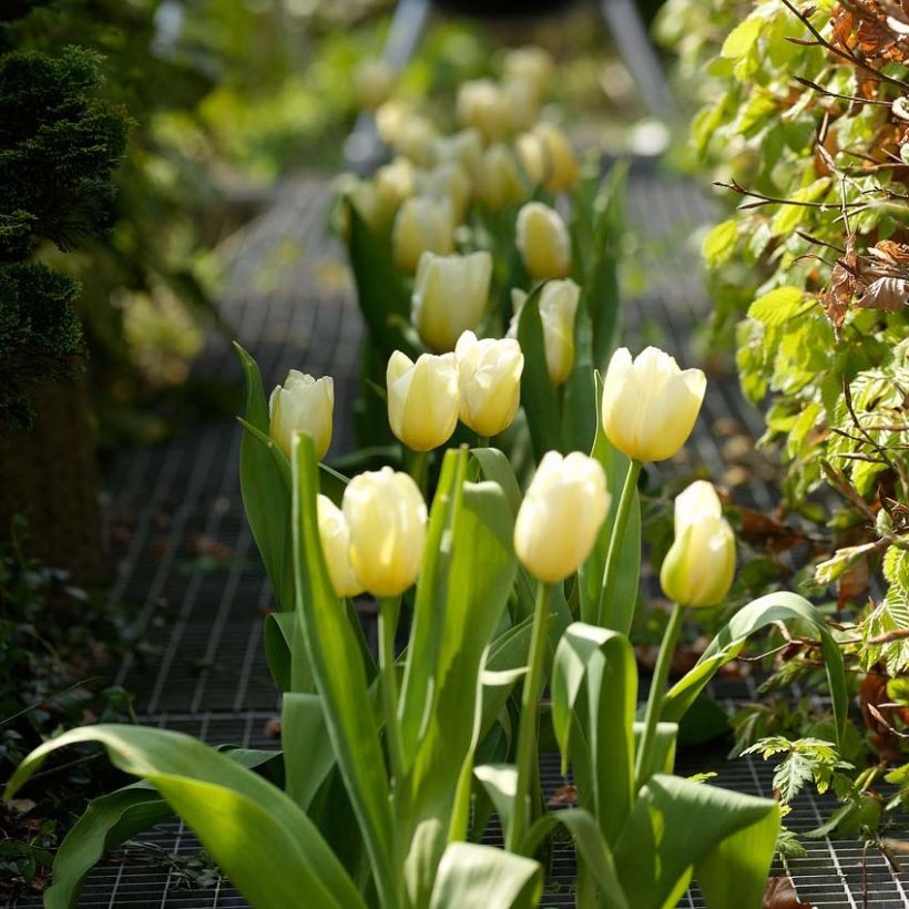 Tulipano Catherina (Porto)