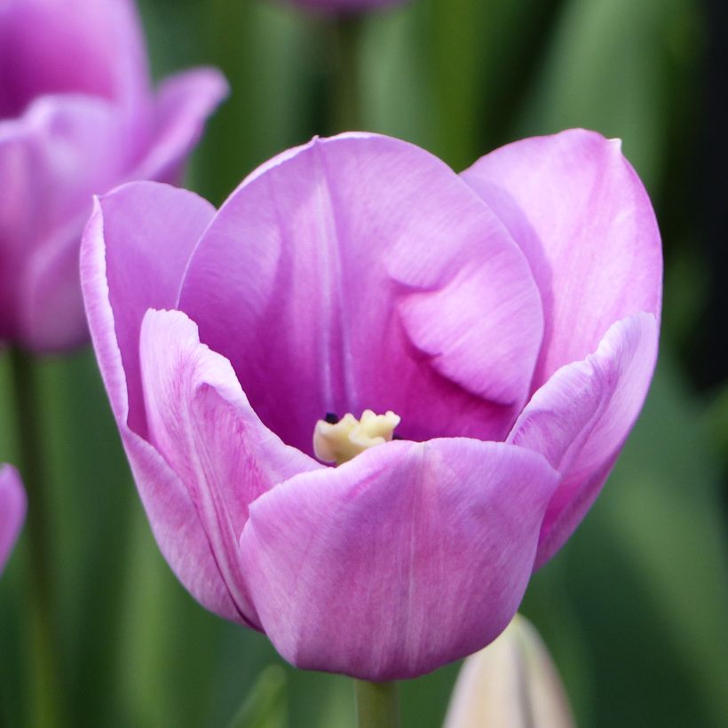 Tulipano Violet Beauty (Fogliame)