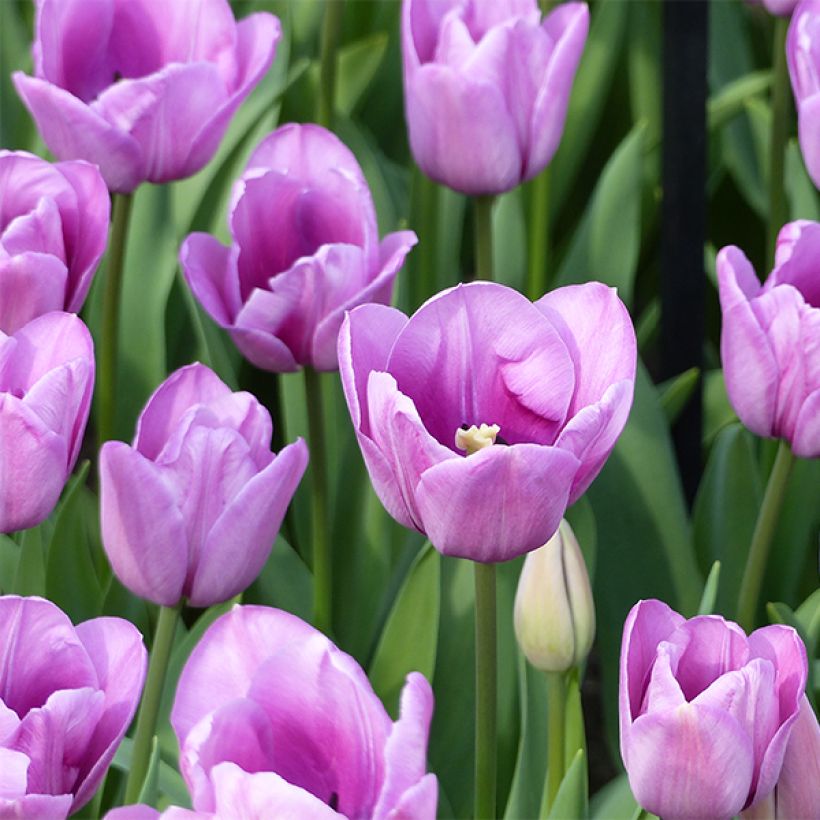 Tulipano Violet Beauty (Fioritura)