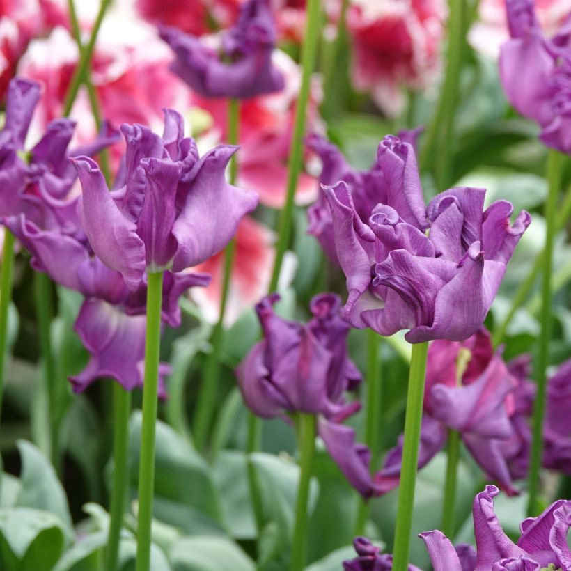 Tulipano Trionfo Crown of Negrita (Fioritura)