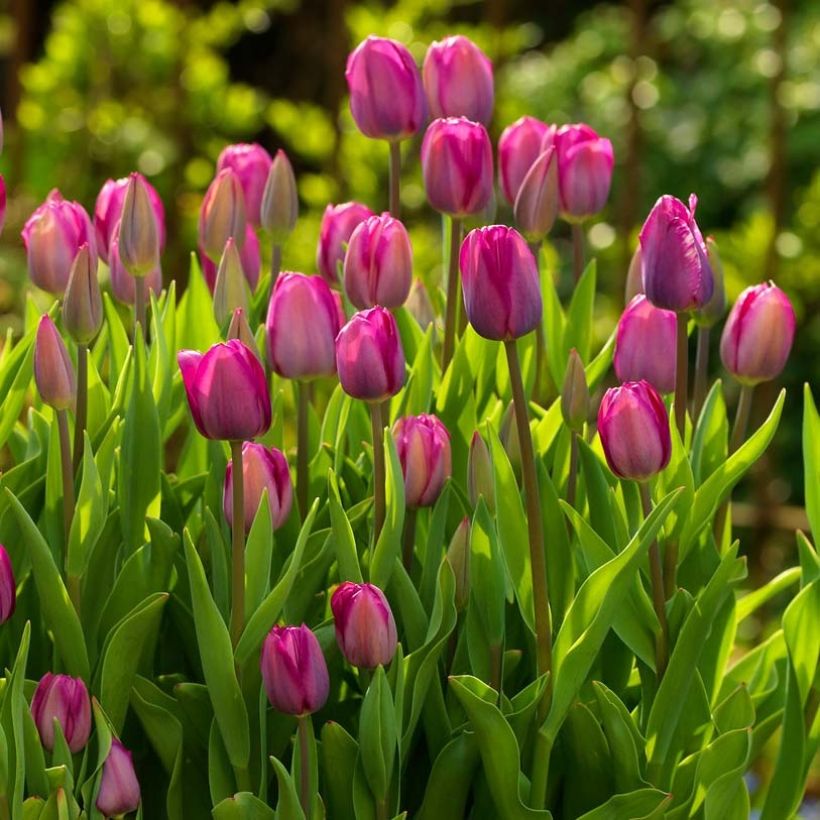 Tulipano Trionfo Roussillon (Fioritura)