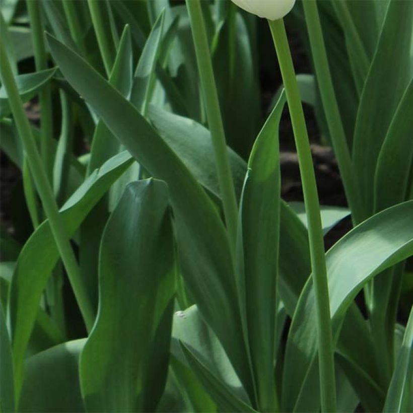 Tulipano Trionfo White Proud (Fogliame)