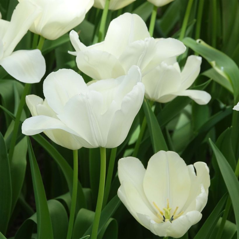 Tulipano Trionfo White Proud (Fioritura)