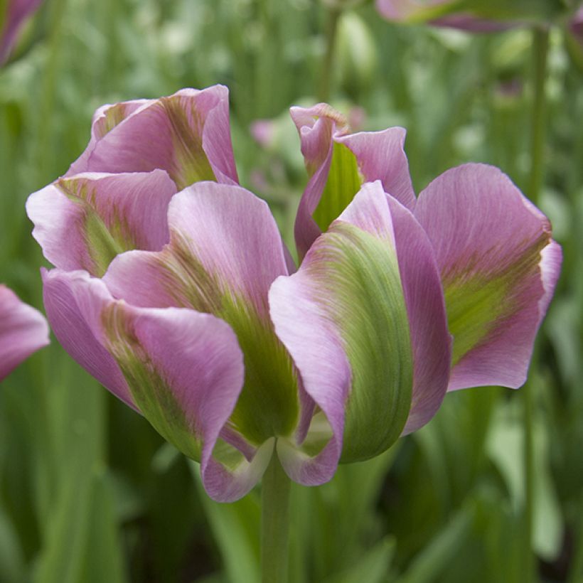 Tulipano Viridiflora Nightrider (Fioritura)