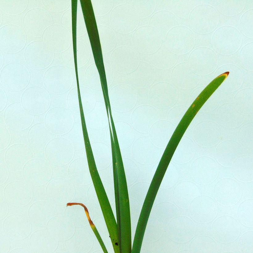 Typha latifolia - Lisca maggiore (Fogliame)