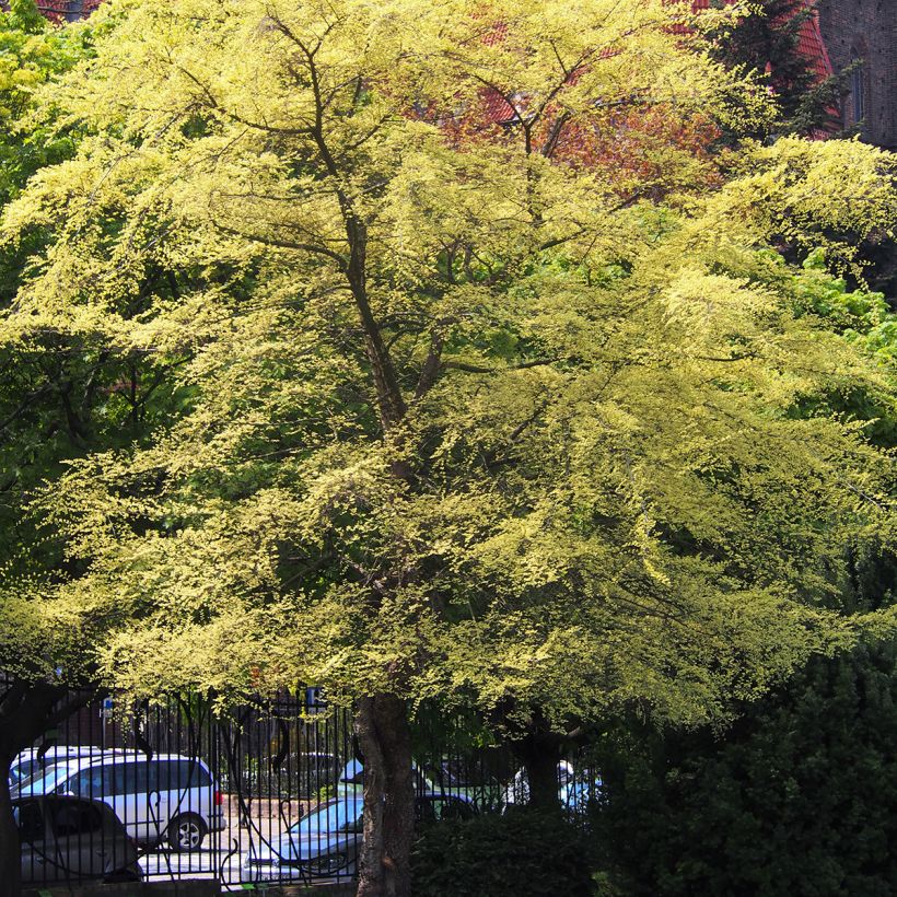 Ulmus parvifolia Geisha - Olmo chinese (Porto)