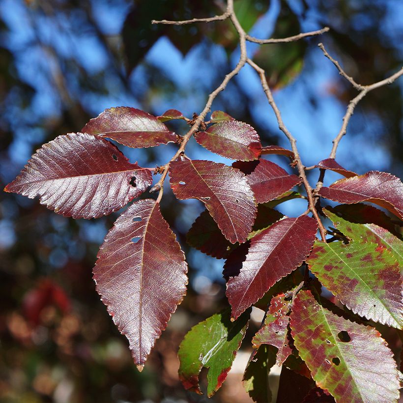 Ulmus Frontier - Olmo ibrido (Fogliame)