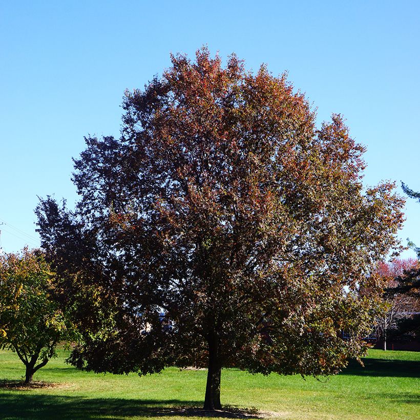 Ulmus Frontier - Olmo ibrido (Porto)