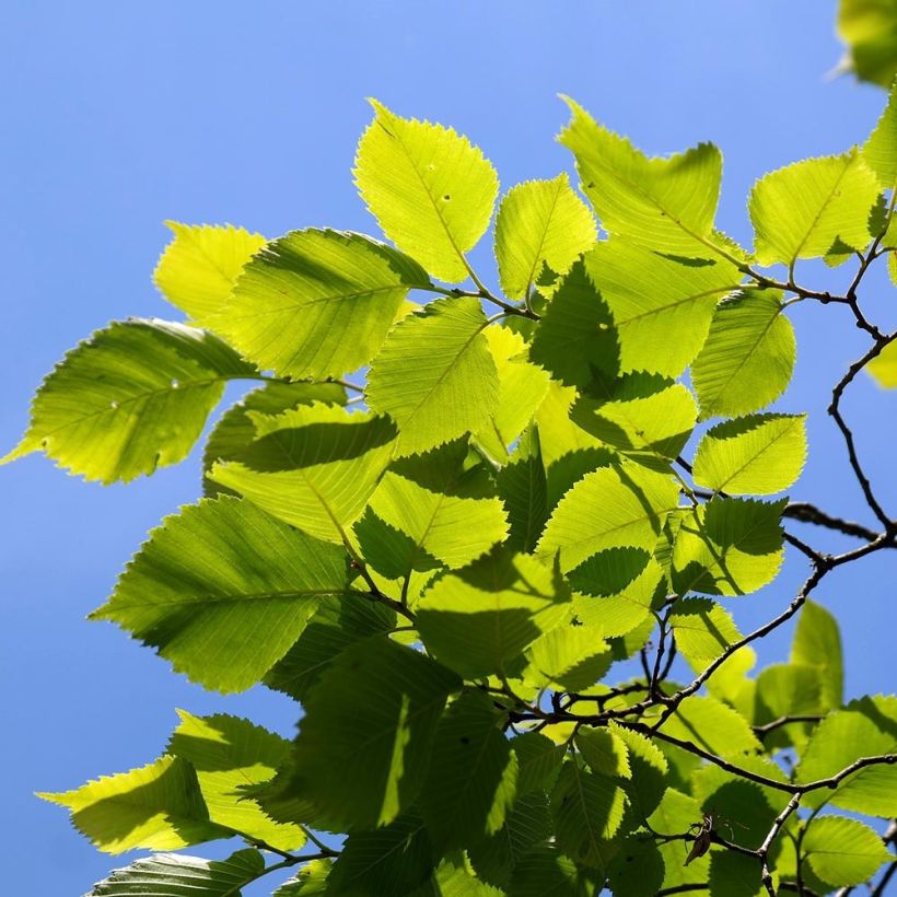 Ulmus carpinifolia Pendula - Olmo piangente (Fogliame)