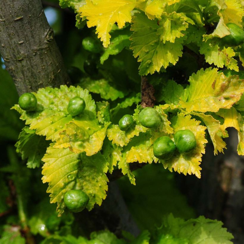 Ulmus hollandica Wredei - Olmo dorato (Fogliame)