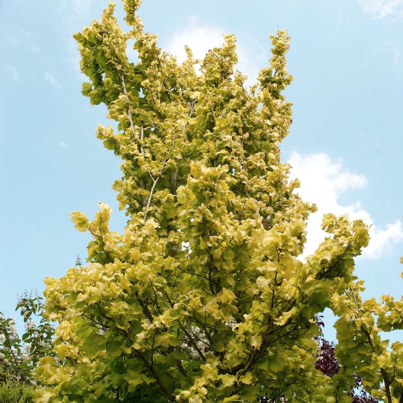 Ulmus hollandica Wredei - Olmo dorato (Porto)