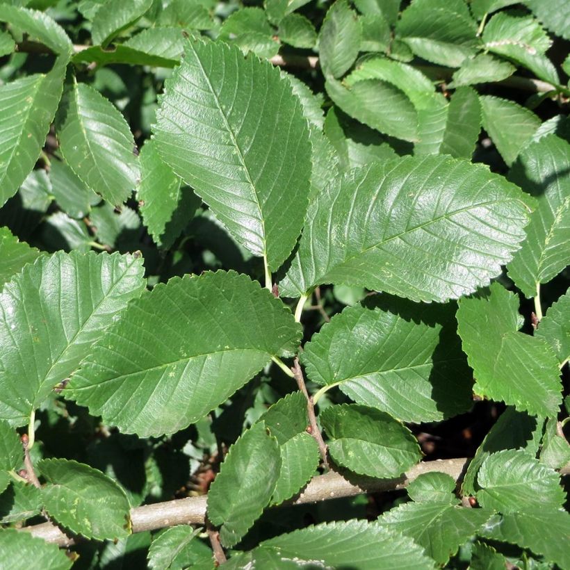 Ulmus minor - Olmo comune (Fogliame)