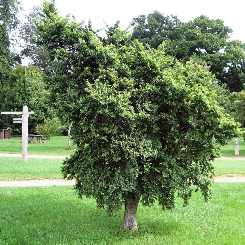 Ulmus minor - Olmo comune (Porto)